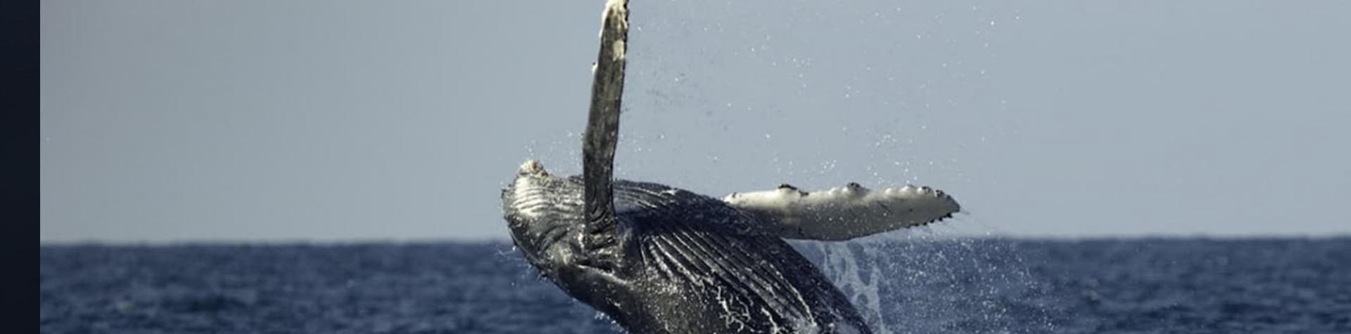 Raphaelle Thibaut – Secrets of the Whales