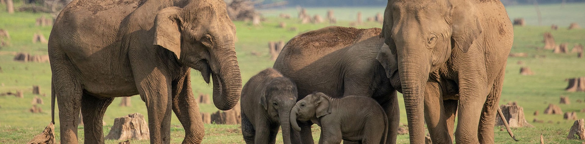 Tom Howe – Secrets Of The Elephants